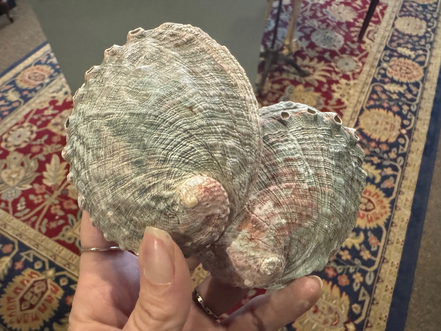 Abalone Shell, Real Shell