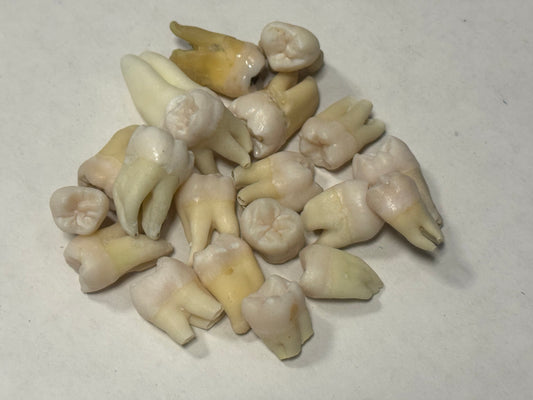 Real Tooth, Molar, Chomper, Pearly-White