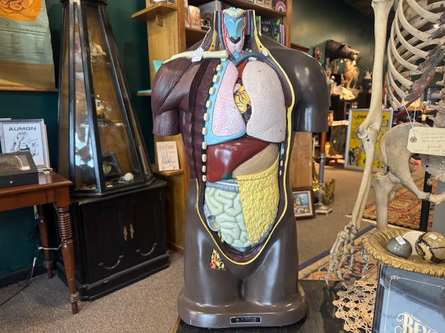 Vintage Nystrom Anatomical Medical Model Torso; Mid-Century 1960's, Lifesize