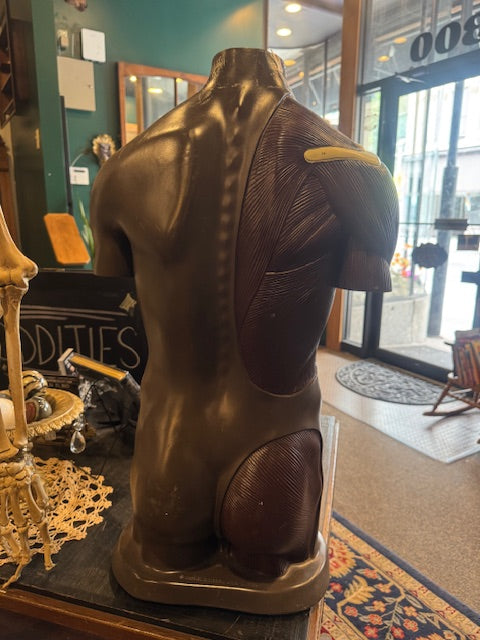 Vintage Nystrom Anatomical Medical Model Torso; Mid-Century 1960's, Lifesize
