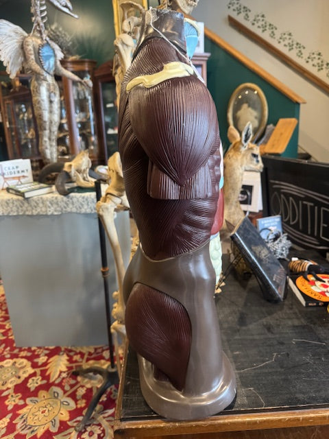 Vintage Nystrom Anatomical Medical Model Torso; Mid-Century 1960's, Lifesize