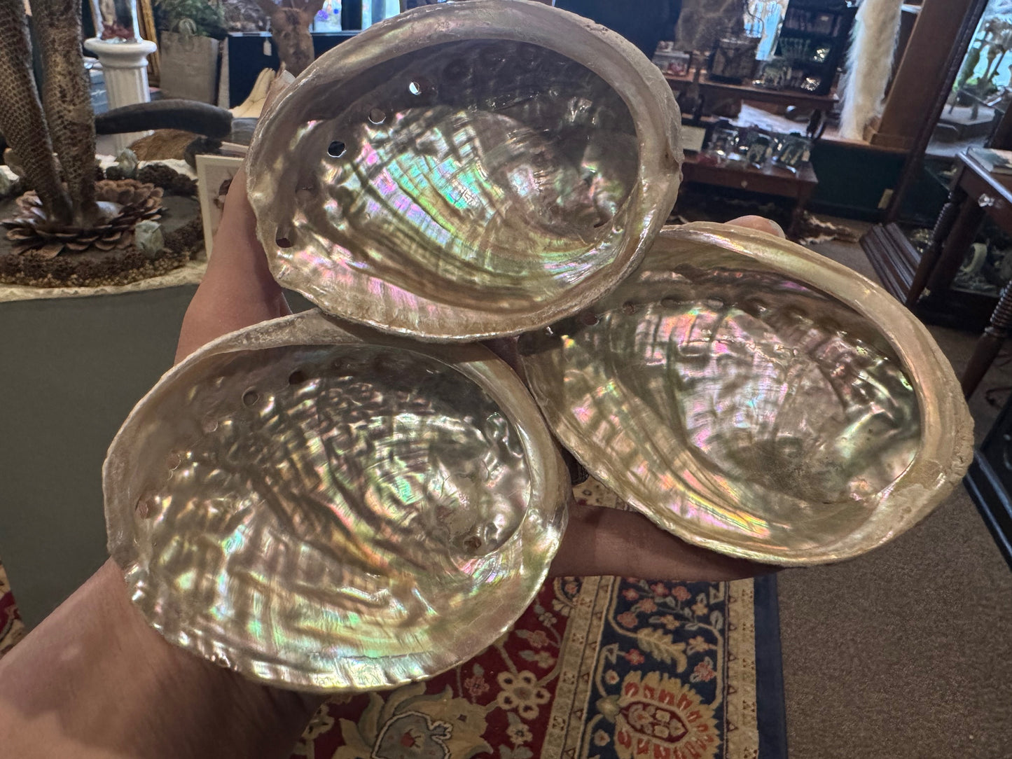 Abalone Shell, Real Shell – Curio Cabinet of the Hudson Valley