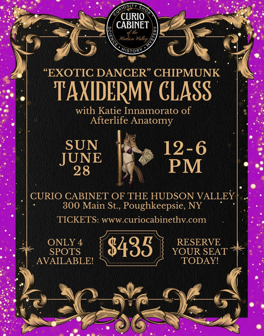 1 "Exotic Dancer" Chipmunk Taxidermy Class Ticket