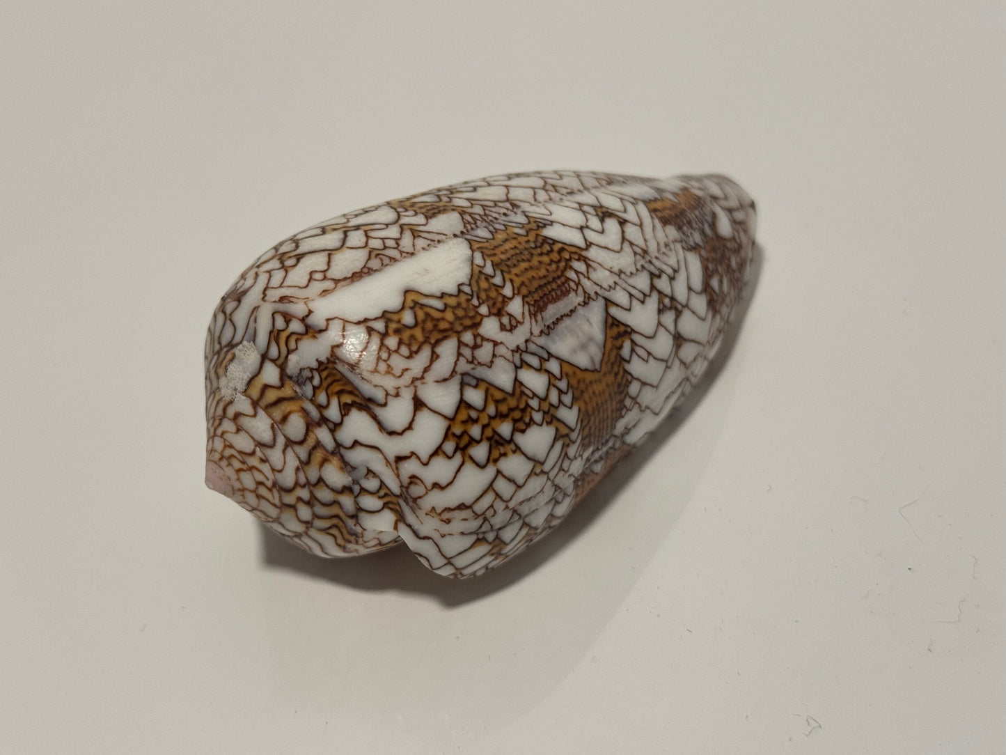 RESERVED: Cone Snail Shell, Non-Deadly (We Promise)