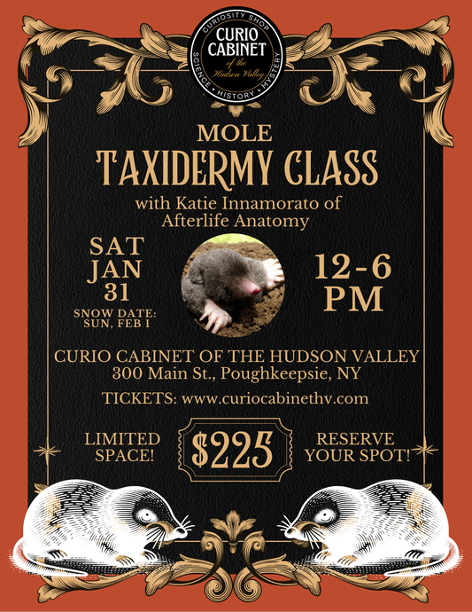1 Ticket: Mole Taxidermy Class: January 31