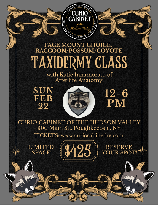 1 Ticket: Shoulder Mount Taxidermy Class: February 22