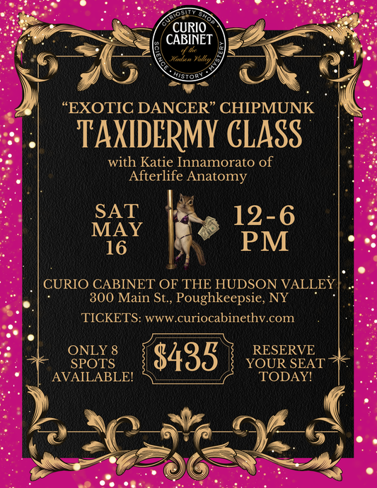 1 "Exotic Dancer" Chipmunk Taxidermy Class Ticket