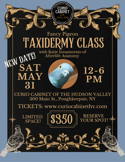Fancy Pigeon Taxidermy Workshop Ticket