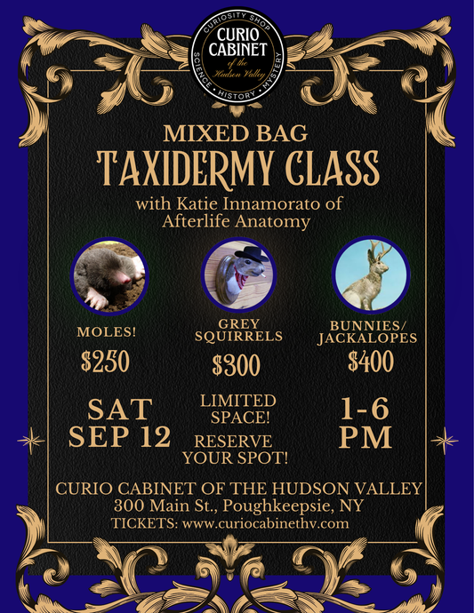 1 Taxidermy Class Ticket - BUNNY/JACKALOPE Selection